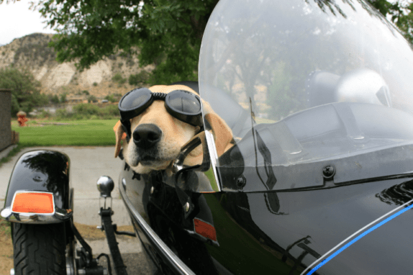 Découvrez la Somme à moto… avec votre chien !